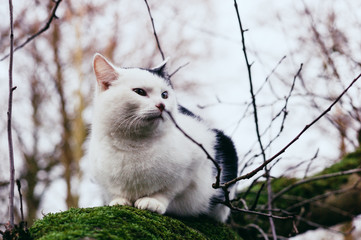 Katze auf Baum III