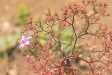 natureza, flores, colorido, cão, dócil, 