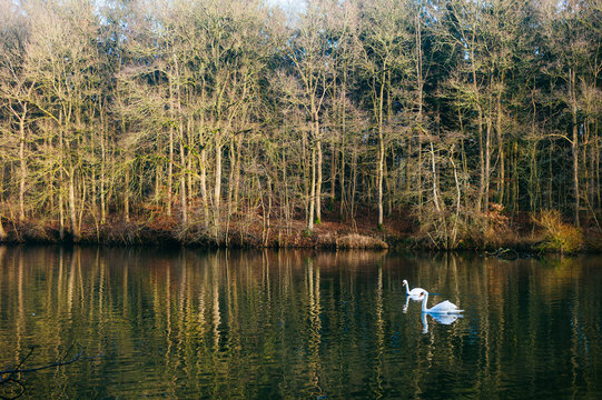 Schw&auml;ne umd Wald