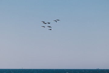 flock of black swans flying above the Indian Ocen shot from City Beach in Perth