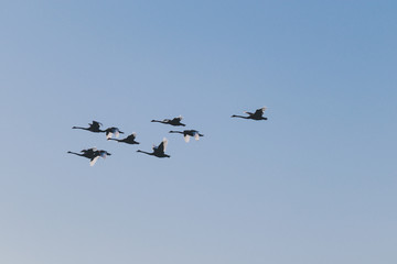 Obraz premium flock of black swans flying or migrating to another place