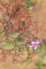 natureza, flores, colorido, cão, dócil, 