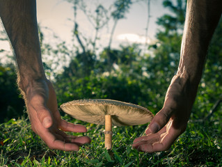  hands holding big mushroom planted in its natural environment