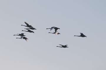 flock of black swans flying or migrating to another place