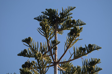Norfolk Island pine trees shot in Western Australia in summer