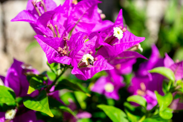 Fototapeta premium Natural flowers in garden