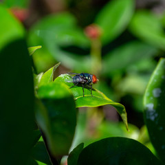 Insect perched on a leaf