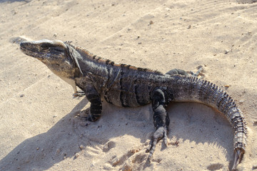 iguana looking towards the sun