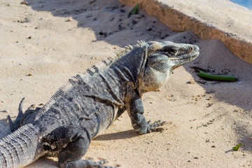 iguana looking towards the sun