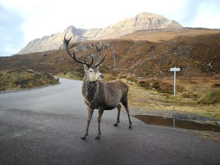 Fototapeta premium deer in the mountains