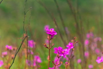 natureza, flores, colorido, cão, dócil, 