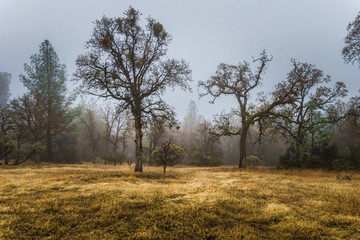 Stormy oaks in winter