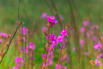 natureza, flores, colorido, cão, dócil, 