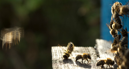Hard guard bees for beehives