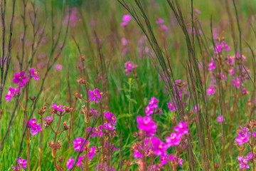 natureza, flores, colorido, cão, dócil, 