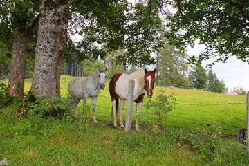 Pferde auf der Alm/Schladming © bettina sampl