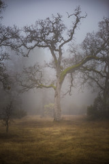Stormy oaks in winter