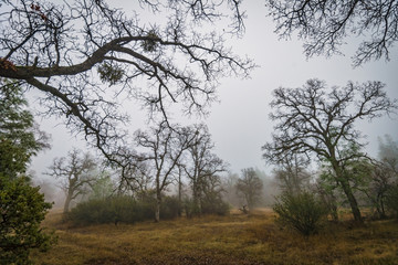 Stormy oaks in winter