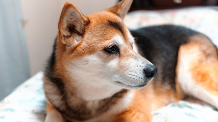 柴犬ミックスの表情