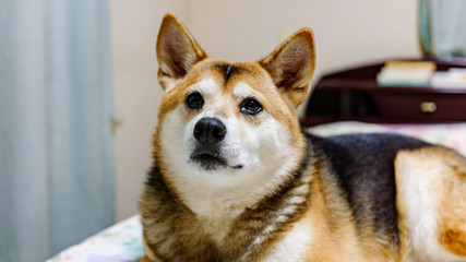 柴犬ミックスの表情