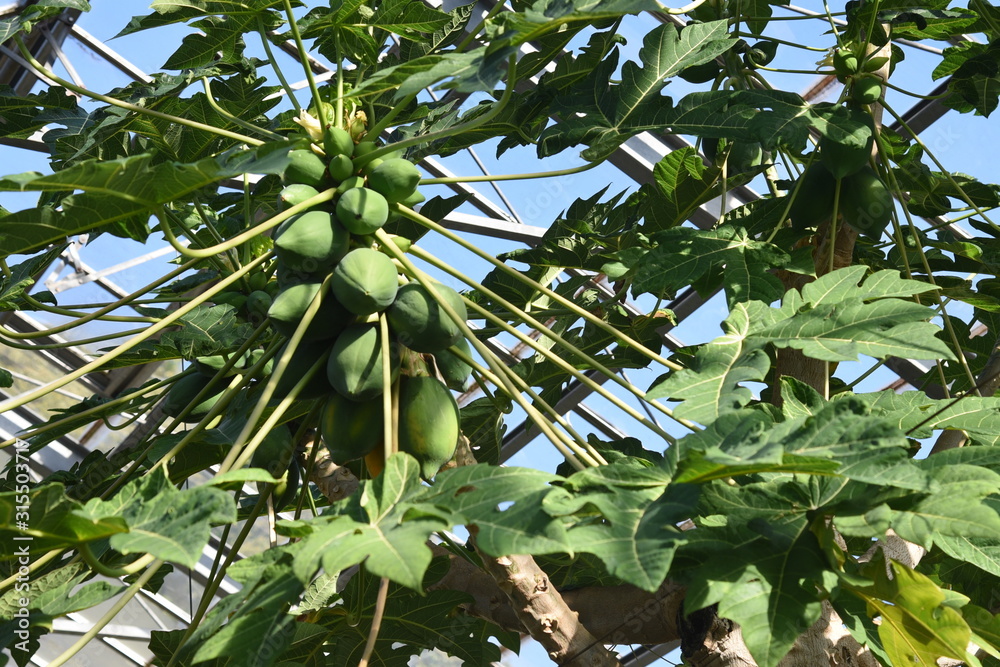 Canvas Prints Papaya fruits / Papaya fruits are also used for raw foods, dried fruits and salads.