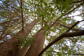 natureza, flores, colorido, cão, dócil, 