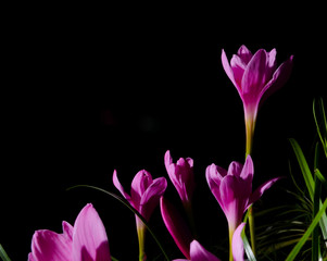 Fototapeta premium Pink flowers close up on dark background