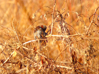 bird on branch
