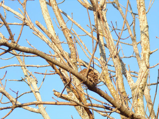 bird in nest