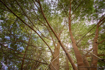 natureza, flores, colorido, cão, dócil, 