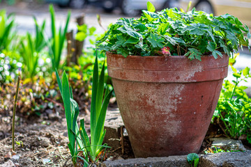 plants in flower pots