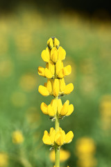 Close up of yelloe lupin flower in bloom    