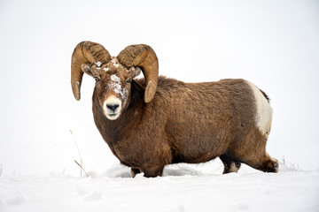 Bighorn sheep (Ovis canadensis), in deep snow in Jasper National Park, Alberta, Canada