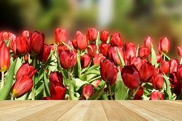 Naklejka na ściany i meble Empty top wooden table on tulips flowers in garden close up