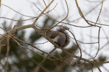 Squirrel. Eastern gray squirrel on a tree branch.