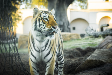 Tiger in Habitat 