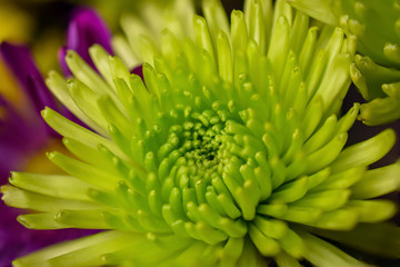 Bright Green Mum Flower, Close Up