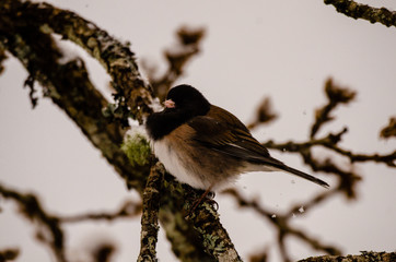 Snowfalls on a Junco