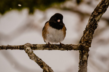 Looking at me