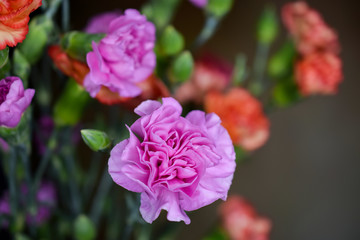 Fototapeta premium Pink Carnation Flowers, Close-Up