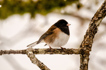 Dark-Eyed Junco displaying his good side