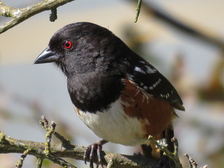 Spotted Towhee