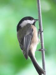 Chickadee clinging on branch