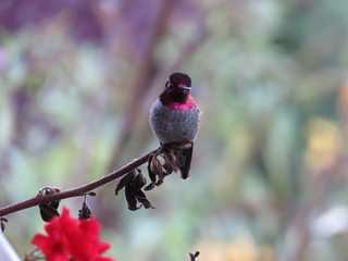 Anna's hummingbird