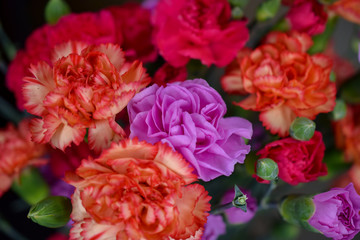 Pink, Orange, Red Carnation Flowers in a Bunch, Close-Up