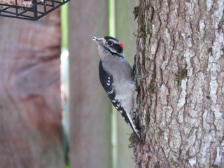 woodpecker on branch
