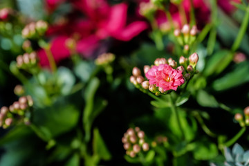 Fototapeta premium fresh flowers in bloom at botanical garden