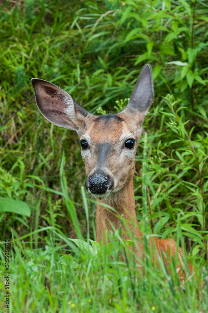 Wall mural doe whitetailed deer in the forest