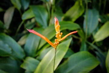 fresh flowers in bloom at botanical garden