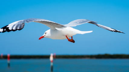 Seagull in flight